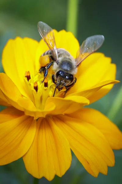 Obraz Pszczoły Lub Pszczoły Miodnej Żółty Kwiat Zbiera Nektar Złota — Zdjęcie stockowe