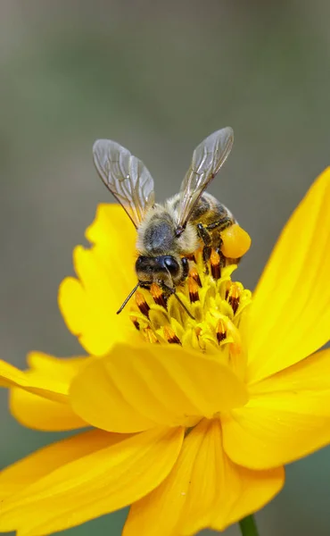 Image Bee Honeybee Yellow Flower Collects Nectar Golden Honeybee Flower — Stock Photo, Image