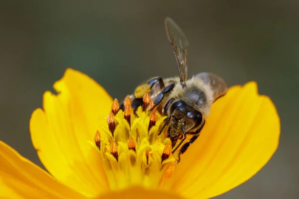 Obrázek Včely Nebo Včely Žlutém Květu Sbírá Nektar Zlatá Včela — Stock fotografie