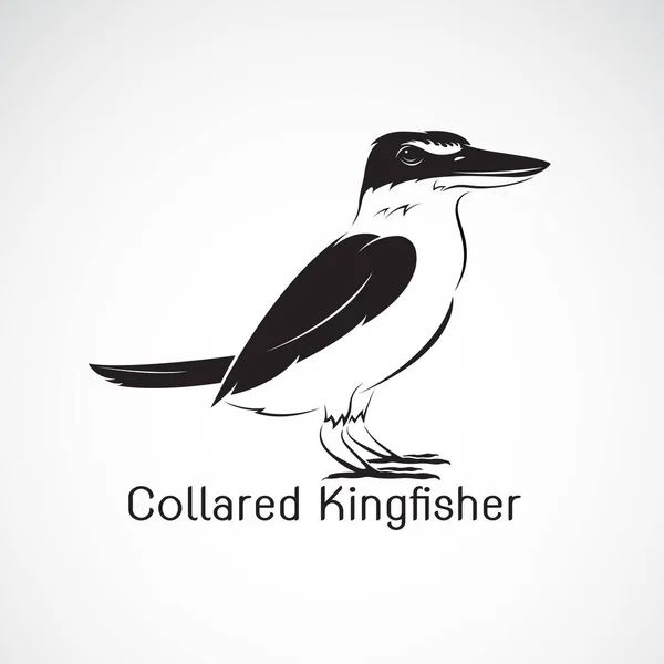 Yakalı Kingfisher Todiramphus Chloris Beyaz Arka Planda Izole Edilmiştir Kuşlar — Stok Vektör