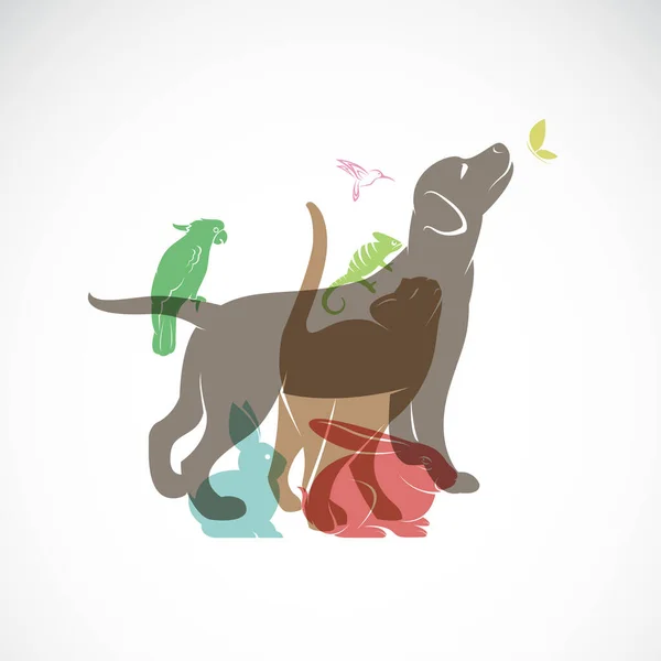 Векторная Группа Домашних Животных Собака Кошка Попугай Хамелеон Кролик Бабочка — стоковый вектор