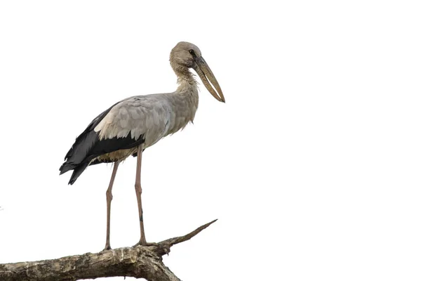 Openbill Asiático Anastomus Oscitans Una Rama Árbol Sobre Fondo Blanco —  Fotos de Stock