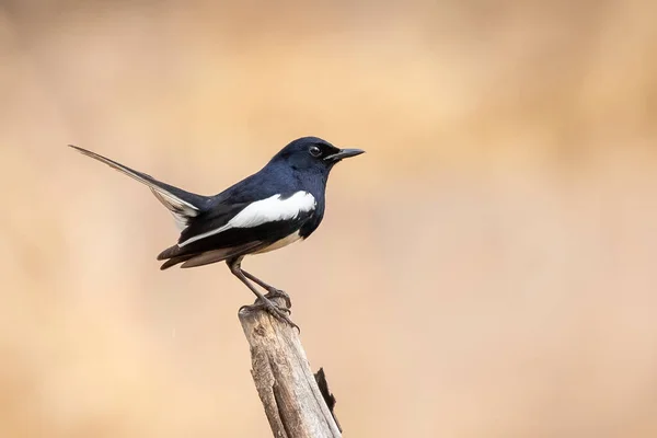 Εικόνα Του Oriental Magpie Robin Copsychus Saularis Κλαδί Δέντρου Λευκό — Φωτογραφία Αρχείου