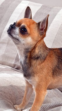 Chihuahua köpek yavrusu 