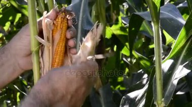 Çiftçi toplama Mısır