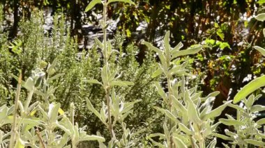 Adam kesme aromatik otlar