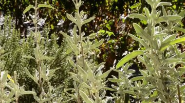 Adam kesme aromatik otlar