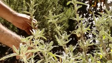 Adam kesme aromatik otlar