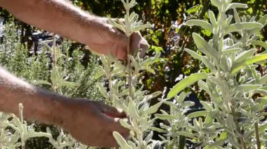 Adam kesme aromatik otlar