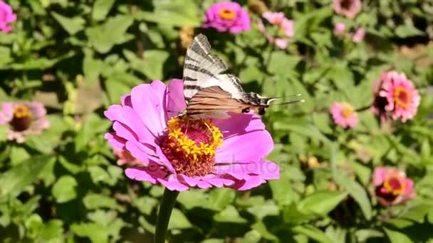 Butterfly on blooming flowers — Stock Video
