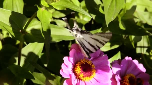 Mariposa sobre flores florecientes — Vídeo de stock