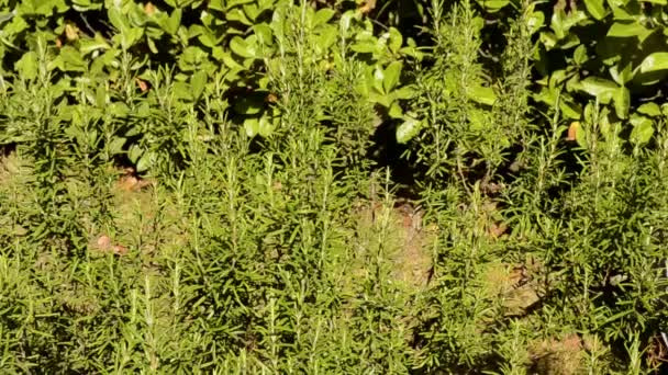 Man cutting aromatic herbs — Stock Video