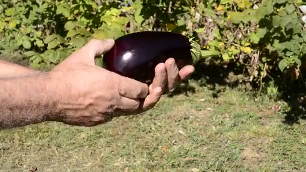 Primer Plano Las Manos Masculinas Sosteniendo Berenjena Violeta Fresca — Vídeos de Stock