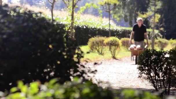 Cart Turuncu Kabak Yeşil Bahçe Dolu Olan Bir Erkek Close — Stok video