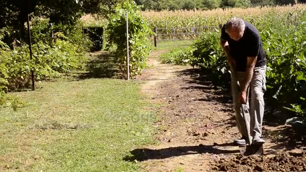 Gros Plan Homme Âgé Travaillant Dans Jardin Verdoyant — Video