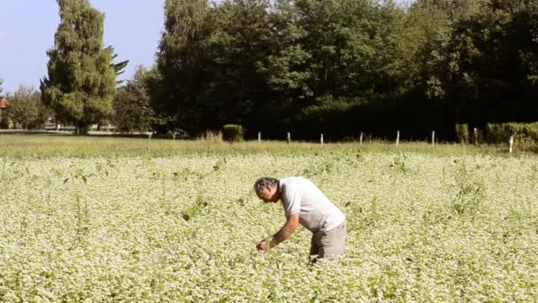 Крупним Планом Старший Чоловік Працює Зеленому Саду — стокове відео