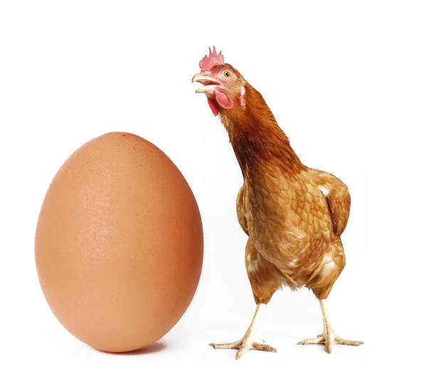 白い背景に分離された大きな卵の後ろに編 — ストック写真