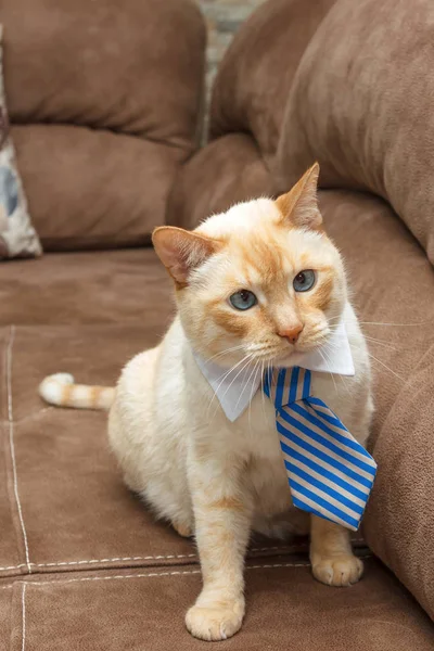 Kočka v pruhovanou kravatu — Stock fotografie