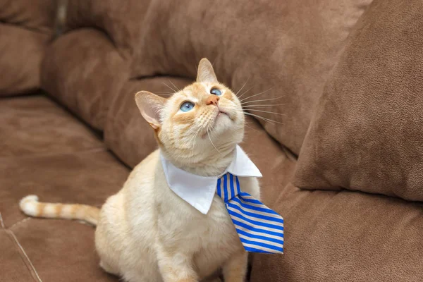 Modrooký kocour v kravatě — Stock fotografie