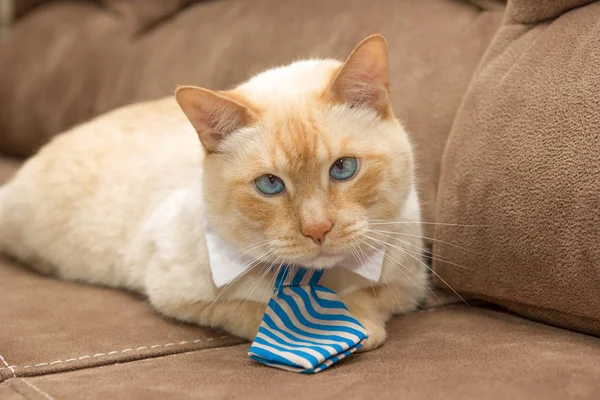 Ginger blue-eyed cat in tie — Stock Photo, Image