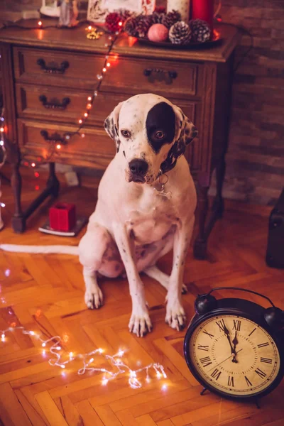 English pointer in the New Year's room — Stock Photo, Image