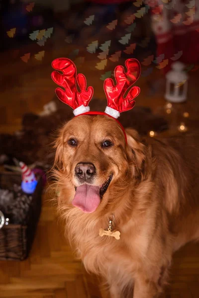 Golden retriever hund med jul horns2 — Stockfoto