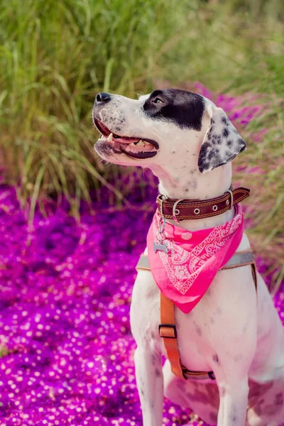 İngiliz pointer mix fenotip köpek