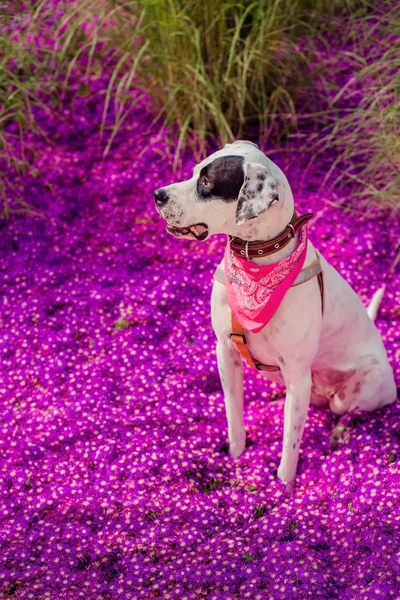 English pointer mix phenotype dog