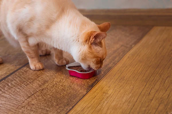 Light Red Cat Eats Cat Food Heart Packaging — Stock Photo, Image