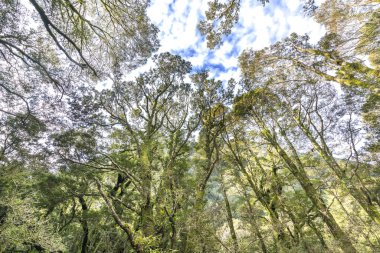 Milford Sound'da ağaçta yeşil yosun, Yeni Zelanda