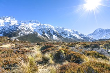 Kuru ot ot mount cook kış sezon sonra