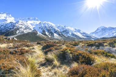 Kuru ot ot mount cook kış sezon sonra