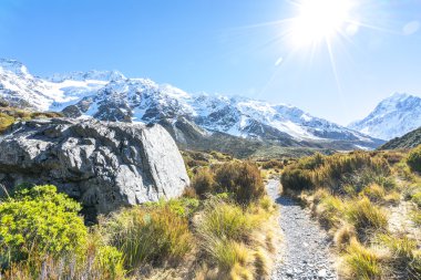 Kuru ot ot mount cook kış sezon sonra