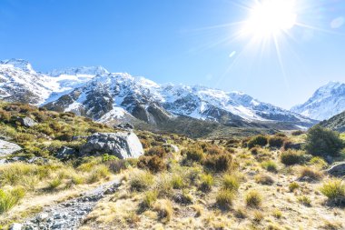 Kuru ot ot mount cook kış sezon sonra