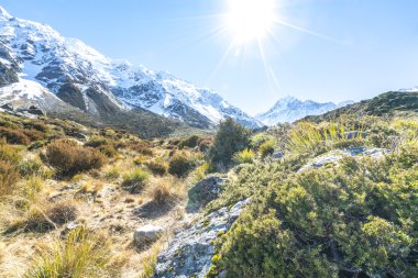 Kuru ot ot mount cook kış sezon sonra