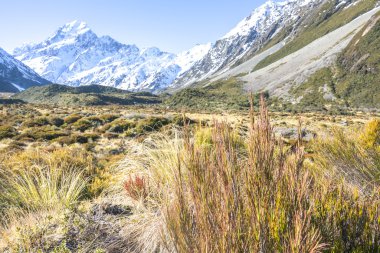 Kuru ot ot mount cook kış sezon sonra