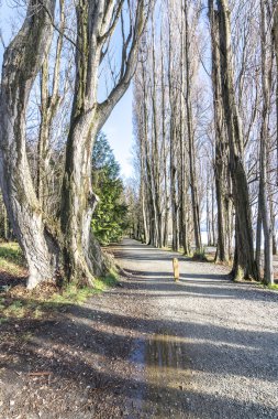 Kuru ölü ağaçlar