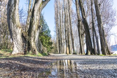 Kuru ölü ağaçlar