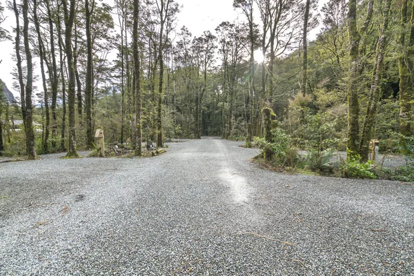 Zielony Mech Drzewie Terenie Obozu Milford Sound Nowa Zelandia — Zdjęcie stockowe
