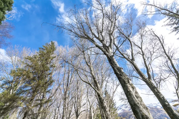 Pista de jardim com árvore morta — Fotografia de Stock