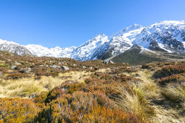 Dry weed grass at mount cook after winter season — Stock Photo, Image