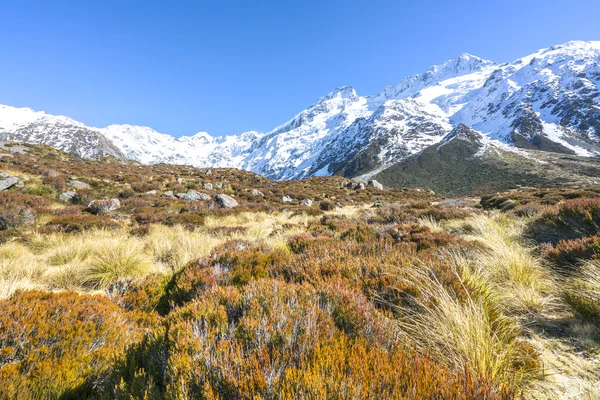 Dry weed grass at mount cook after winter season — Stock Photo, Image