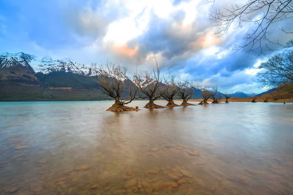 Деревья Ивы Глаччи Новая Зеландия — стоковое фото