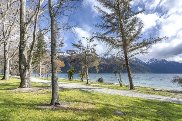 Dead Tree Garden Park — Stock Photo, Image