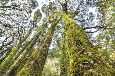 Milford Sound'da ağaçta yeşil yosun, Yeni Zelanda