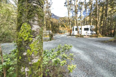 Milford Sound kamp sitesinde ağaç üzerinde Yeşil yosun, Yeni Zelanda