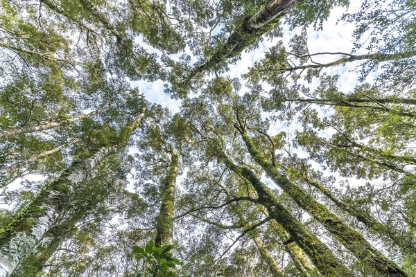 Зеленый Мох Дереве Проливе Милфорд Новая Зеландия — стоковое фото