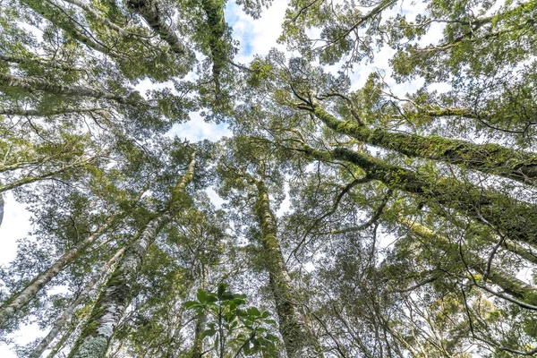 Зеленый Мох Дереве Проливе Милфорд Новая Зеландия — стоковое фото