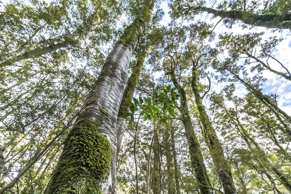 Musgo Verde Árvore Milford Sound Nova Zelândia — Fotografia de Stock