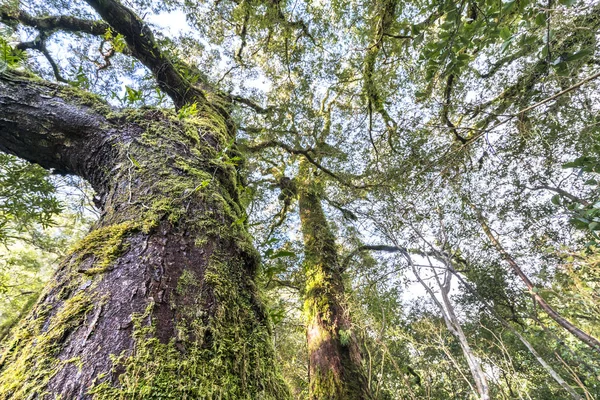 Musgo Verde Árvore Milford Sound Nova Zelândia — Fotografia de Stock